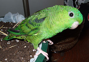 Bolborhynchus lineola -pet parrot.jpg