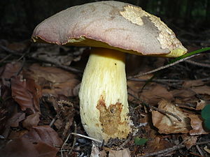 Boletus fechtneri.jpg