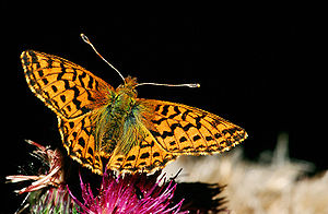 Hochmoor-Perlmutterfalter (Boloria aquilonaris)