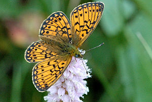 Randring-Perlmutterfalter (Boloria eunomia)