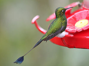 Booted racket-tail Ecuador (Ocreatus underwoodii).jpg