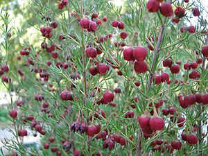 Boronia megastigma