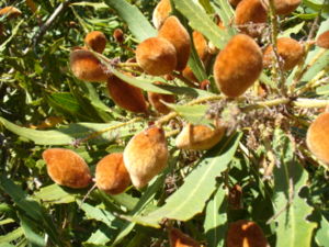 Mandelförmige Früchte und ledrige Blätter von Brabejum stellatifolium