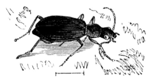 Großer Bombardierkäfer (Brachinus crepitans), Illustration aus Brehms Tierleben