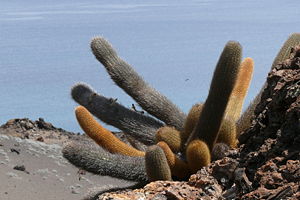 Brachycereus nesioticus auf der Isla Bartolomé