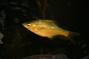 Brachyistius frenatus.jpg