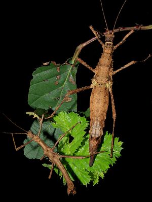 Brasidas foveolatus,links Männchen, rechts Weibchen