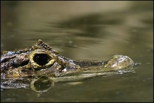 Brillenkaiman (Caiman crocodilus yacara)