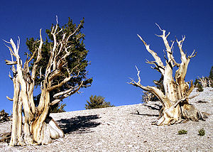 Bristlecone Pines, California.jpg