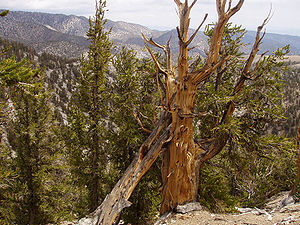 Langlebige Kiefer; Habitat: Schulman Grove, Methuselah Trail, Kalifornien.