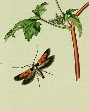 Chrysoclista linneellaIllustration aus John Curtis British Entomology