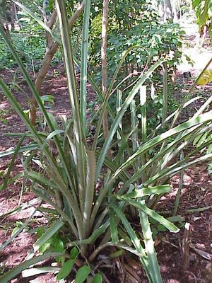 Bromelia karatas, eine Art mit stark bewehrten Blättern, die auch als lebender Zaun verwendet wird.