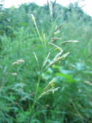 Wehrlose Trespe (Bromus inermis)