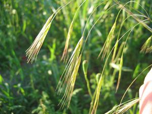 Taube Trespe (Bromus sterilis)