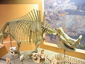 Montiertes Skelett von Brontotherium hatcheri im Washingtoner National Museum of Natural History