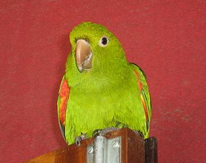 Brotogeris chrysoptera -pet perching on door-8a.jpg