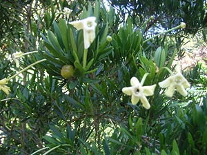 Brunfelsia densiflora.JPG