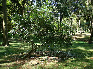 Brunfelsia grandiflora.jpg