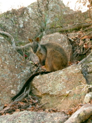 Bürstenschwanz-Felskänguru(Petrogale penicillata)
