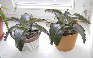 Kalanchoe daigremontiana