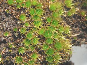 Bryum caespiticium