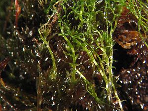 Kreiselfrüchtiges Birnmoos (Bryum turbinatum)