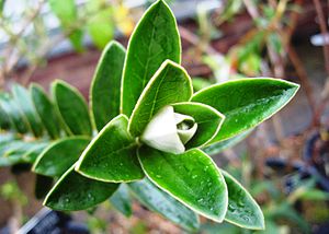 Buddleja coriacea foliage.jpg