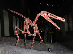 Buitreraptor gonzalezorum im Field Museum of Natural History