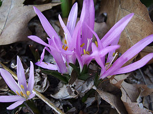 Frühlingslichtblume (Bulbocodium vernum)