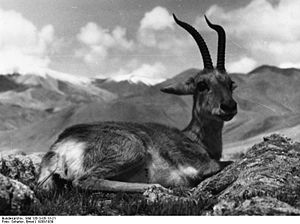 Tibet-Gazelle (Procapra picticaudata)