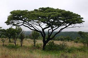 Burkea africana