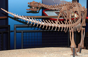 Skelettrekonstruktion eines Thescelosaurus neglectus im Burpee Museum of Natural History in den (USA).