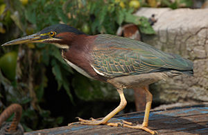 Grünreiher (Butorides virescens)