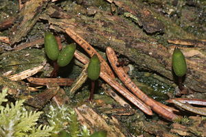 Buxbaumia viridis (ab, 144647-474755) 2469.JPG