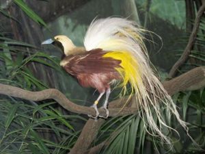 Kleiner Paradiesvogel (Paradisaea minor)