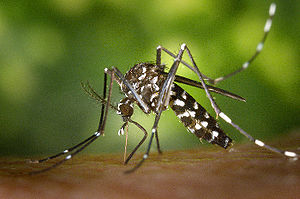 Aedes (Stegomyia) albopictus