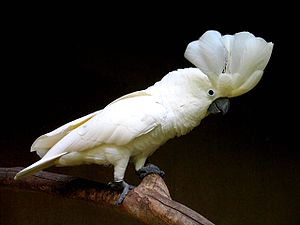 Weißhaubenkakadu (Cacatua alba)