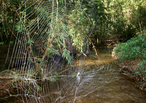 Netz von Caerostris darwin