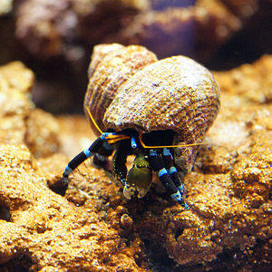 Calcinus elegans in einem für die Art unüblichen, rundlichen Schneckengehäuse einer Turboschnecke. (Aquariumaufahme aus dem Zoo Zürich.)