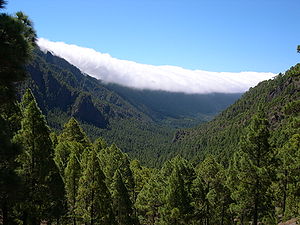 Kanarische Kiefer (Pinus canariensis) in der Caldera de Taburiente auf La Palma.