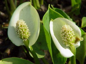 Sumpf-Calla oder Drachenwurz (Calla palustris)