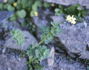 Korianderblättrige Schmuckblume (Callianthemum coriandrifolium)