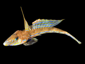 Gestreifter Leierfisch (Callionymus lyra)