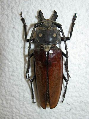 Callipogon relictus