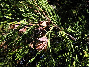 Weihrauchzeder (Calocedrus decurrens), Zweig mit reifen weiblichen Zapfen.