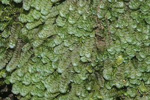 Blaues Bartkelchmoos (Calypogeia azurea)