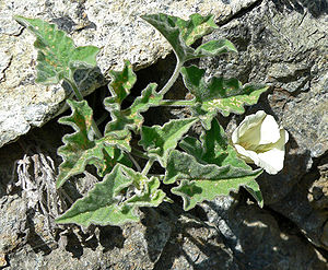 Calystegia collina subsp. oxyphylla