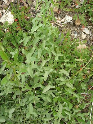 Calystegia peirsonii.jpg