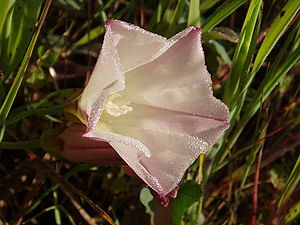 Calystegia purpurata.jpg