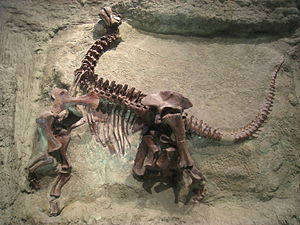 Skelett von Camarasaurus lentus im Carnegie Museum of Natural History in Pittsburgh (USA)